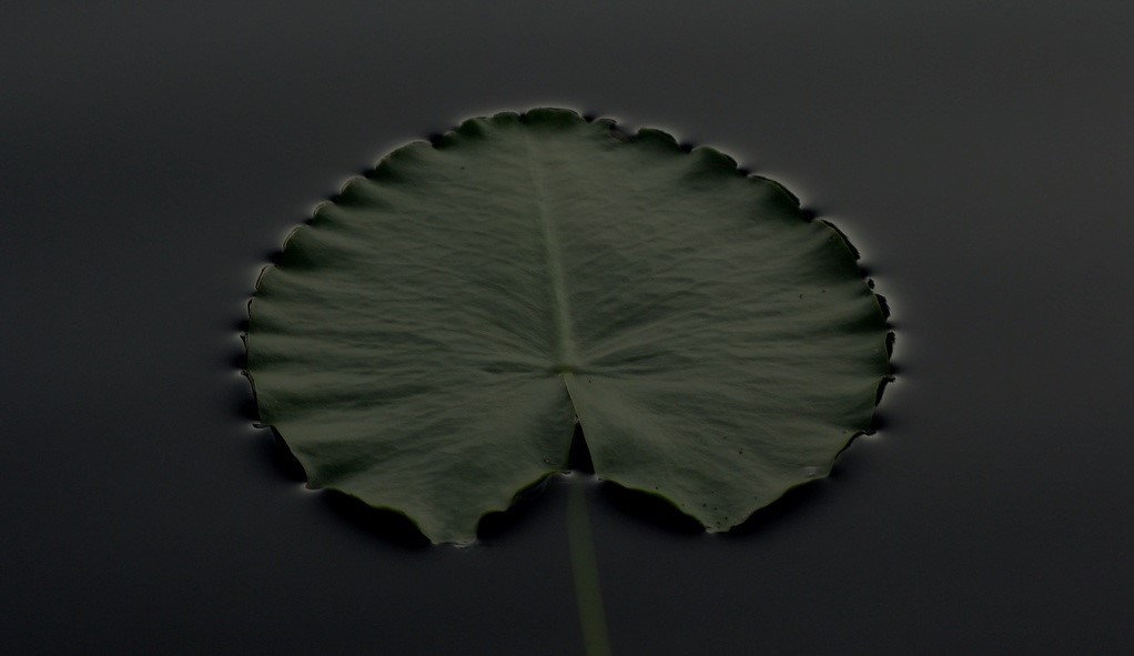 The Lily Pad