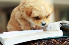 amusing-animal-photos-reading-dog