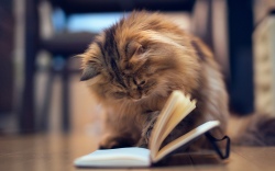 Animals___Cats_Cat_reading_a_book_088072_.jpg